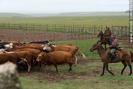 Herding cattle -  - URUGUAY. Photo #67678