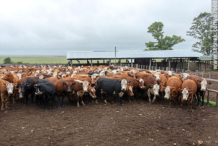 Cattle in the corral - Fauna - MORE IMAGES. Photo #67688