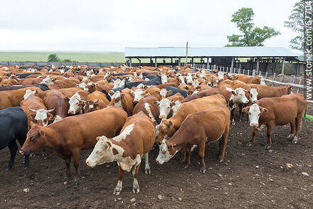 Cattle in the corral - Fauna - MORE IMAGES. Photo #67704