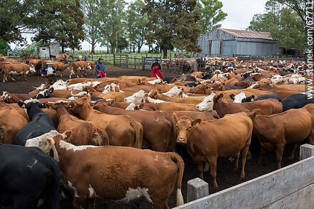 Cattle in the corral - Fauna - MORE IMAGES. Photo #67711