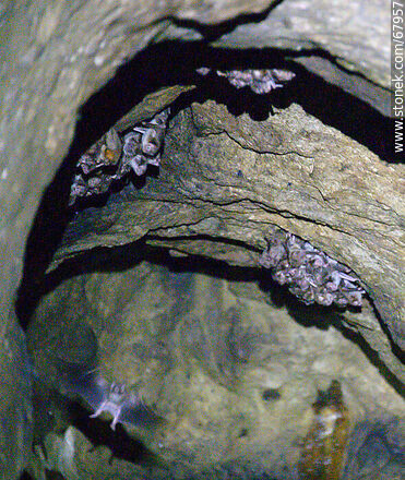 Cueva con murciélagos vampiros - Departamento de Maldonado - URUGUAY. Foto No. 67957