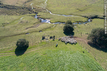Sheep herding on motorcycle - Department of Maldonado - URUGUAY. Photo #68112