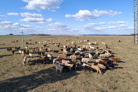 Vista aérea de ganado Charolais - Fauna - IMÁGENES VARIAS. Foto No. 68255