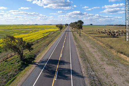Aerial view of Route 14 and canola fields - Flores - URUGUAY. Photo #68247