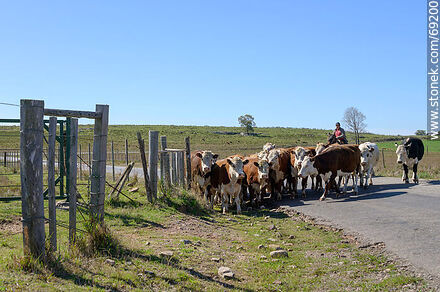 Herding cattle - Fauna - MORE IMAGES. Photo #69200
