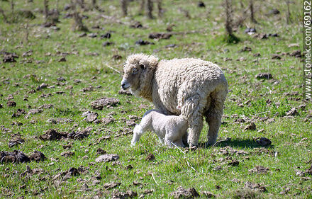Sheep with their lambs - Fauna - MORE IMAGES. Photo #69162