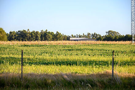 Fields near the capital - Department of Colonia - URUGUAY. Photo #69386