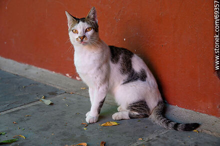 Gato combinado blanco y barcino - Fauna - IMÁGENES VARIAS. Foto No. 69357