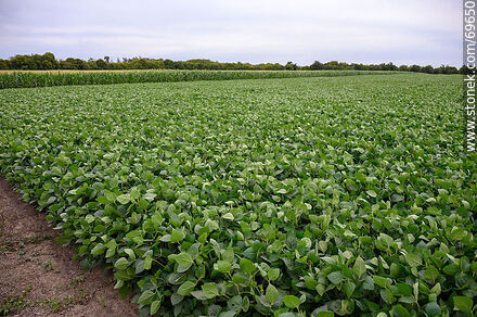 Plantación de soja - Departamento de Colonia - URUGUAY. Foto No. 69650