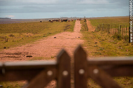 Entrance to a field with cows - Department of Florida - URUGUAY. Photo #69845