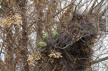 Parrot's nest - Fauna - MORE IMAGES. Photo #69885