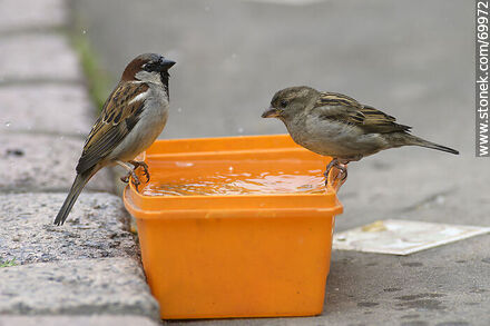 Male and female sparrows - Fauna - MORE IMAGES. Photo #69972