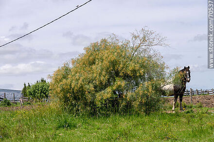 Caballo y una anacahuita - Departamento de Canelones - URUGUAY. Foto No. 70537