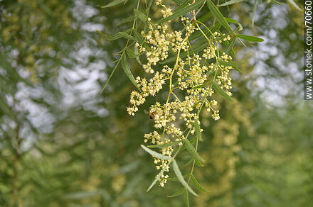 Anacahuita or molle in flower - Flora - MORE IMAGES. Photo #70660