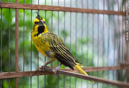 24-year-old yellow cardinal in a cage - Fauna - MORE IMAGES. Photo #70862