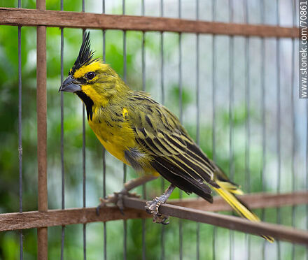 24-year-old yellow cardinal in a cage - Fauna - MORE IMAGES. Photo #70861