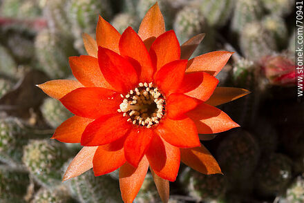 Orange cactus flower. Ladyfinger Cactus (Mammillaria elongata) - Flora - MORE IMAGES. Photo #70941