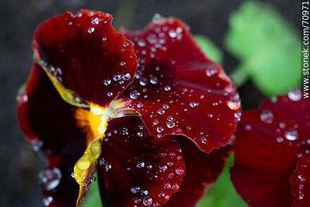 Burgundy petunias - Flora - MORE IMAGES. Photo #70971