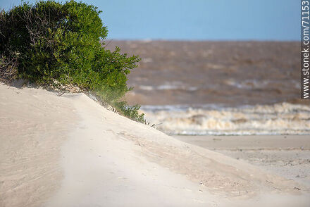 Bush and dune in the sand - Department of Canelones - URUGUAY. Photo #71153