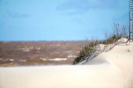 Fine sand from the dunes in the wind - Department of Canelones - URUGUAY. Photo #71157