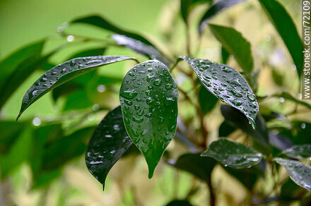 Ficus leaves after rain - Flora - MORE IMAGES. Photo #72109