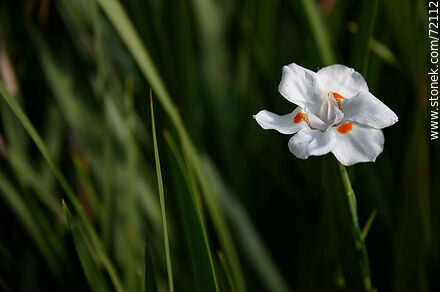 African Iris - Flora - MORE IMAGES. Photo #72112