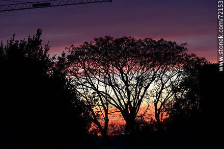 Paraiso tree in winter at dawn - Flora - MORE IMAGES. Photo #72153