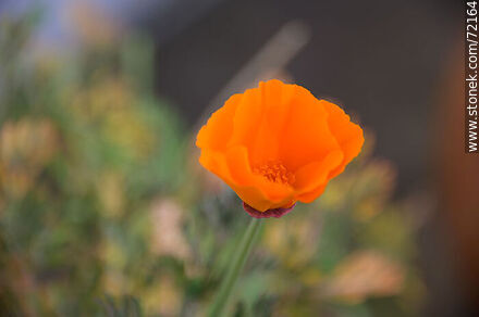 California Poppy - Flora - MORE IMAGES. Photo #72164