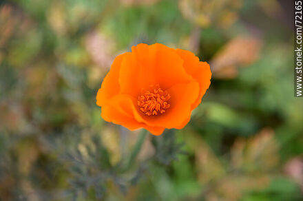 California Poppy - Flora - MORE IMAGES. Photo #72165