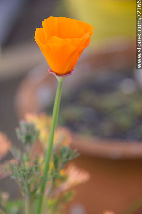 California Poppy - Flora - MORE IMAGES. Photo #72166