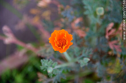 California Poppy - Flora - MORE IMAGES. Photo #72168