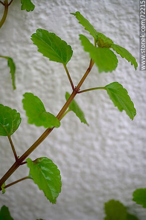 Planta del dólar o del dinero. Swedish Ivy (Plectranthus verticillatus) - Flora - IMÁGENES VARIAS. Foto No. 72215