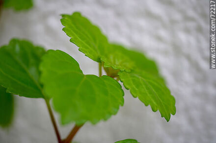 Planta del dólar o del dinero. Swedish Ivy (Plectranthus verticillatus) - Flora - IMÁGENES VARIAS. Foto No. 72217