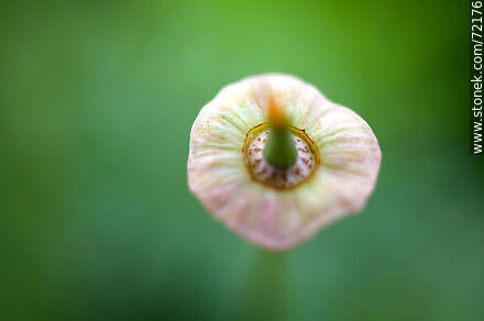 California Poppy without petals - Flora - MORE IMAGES. Photo #72176