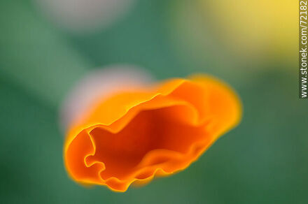 California Poppy - Flora - MORE IMAGES. Photo #72182