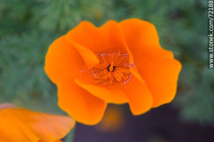 California Poppy - Flora - MORE IMAGES. Photo #72188
