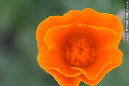 California Poppy - Flora - MORE IMAGES. Photo #72191