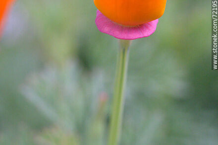 California Poppy - Flora - MORE IMAGES. Photo #72195