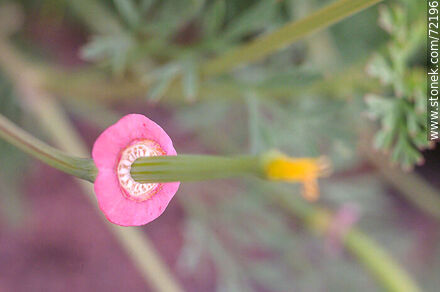 California Poppy - Flora - MORE IMAGES. Photo #72196