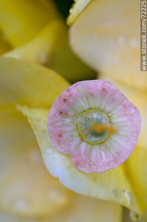 California Poppy without petals among yellow freesias - Flora - MORE IMAGES. Photo #72225