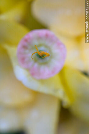 California Poppy without petals among yellow freesias - Flora - MORE IMAGES. Photo #72227