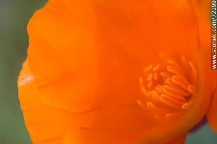 Dedal de oro. Amapola de California - Flora - IMÁGENES VARIAS. Foto No. 72199