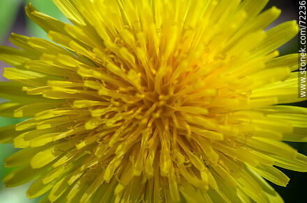 Flor de diente de león o achicoria amarga. Taraxacum officinale - Flora - IMÁGENES VARIAS. Foto No. 72236