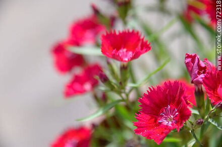 Flor roja de clavelina - Flora - IMÁGENES VARIAS. Foto No. 72318