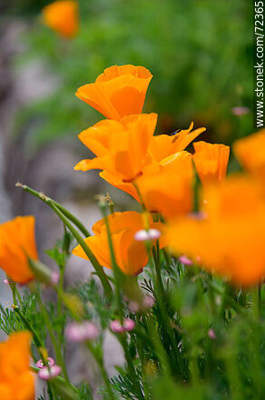 Dedal de oro. Amapola de California - Flora - IMÁGENES VARIAS. Foto No. 72365