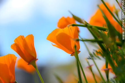 California poppy - Flora - MORE IMAGES. Photo #72366