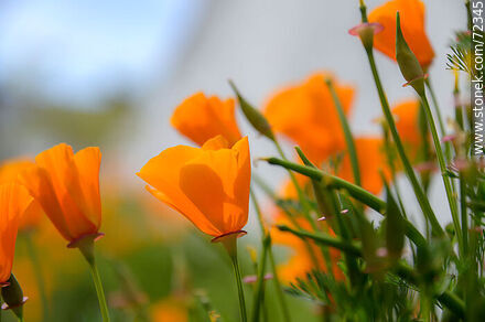 California poppy - Flora - MORE IMAGES. Photo #72345