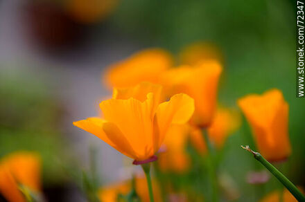 California poppy - Flora - MORE IMAGES. Photo #72347