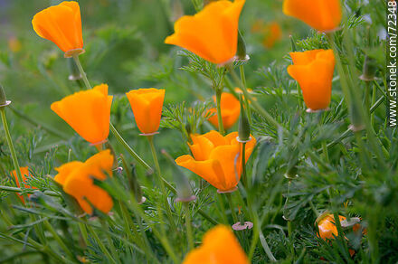 Dedal de oro. Amapola de California - Flora - IMÁGENES VARIAS. Foto No. 72348