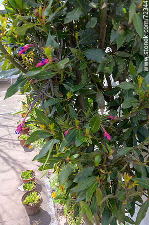 Laurel con claveles del aire en flor - Flora - IMÁGENES VARIAS. Foto No. 72344